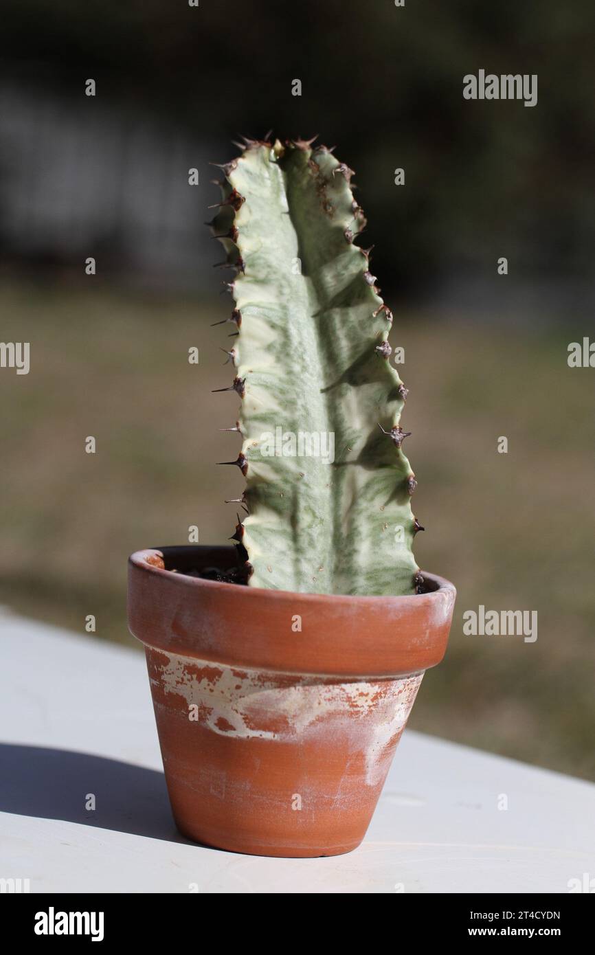 Euphorbia eritrea variegata hi-res stock photography and images - Alamy