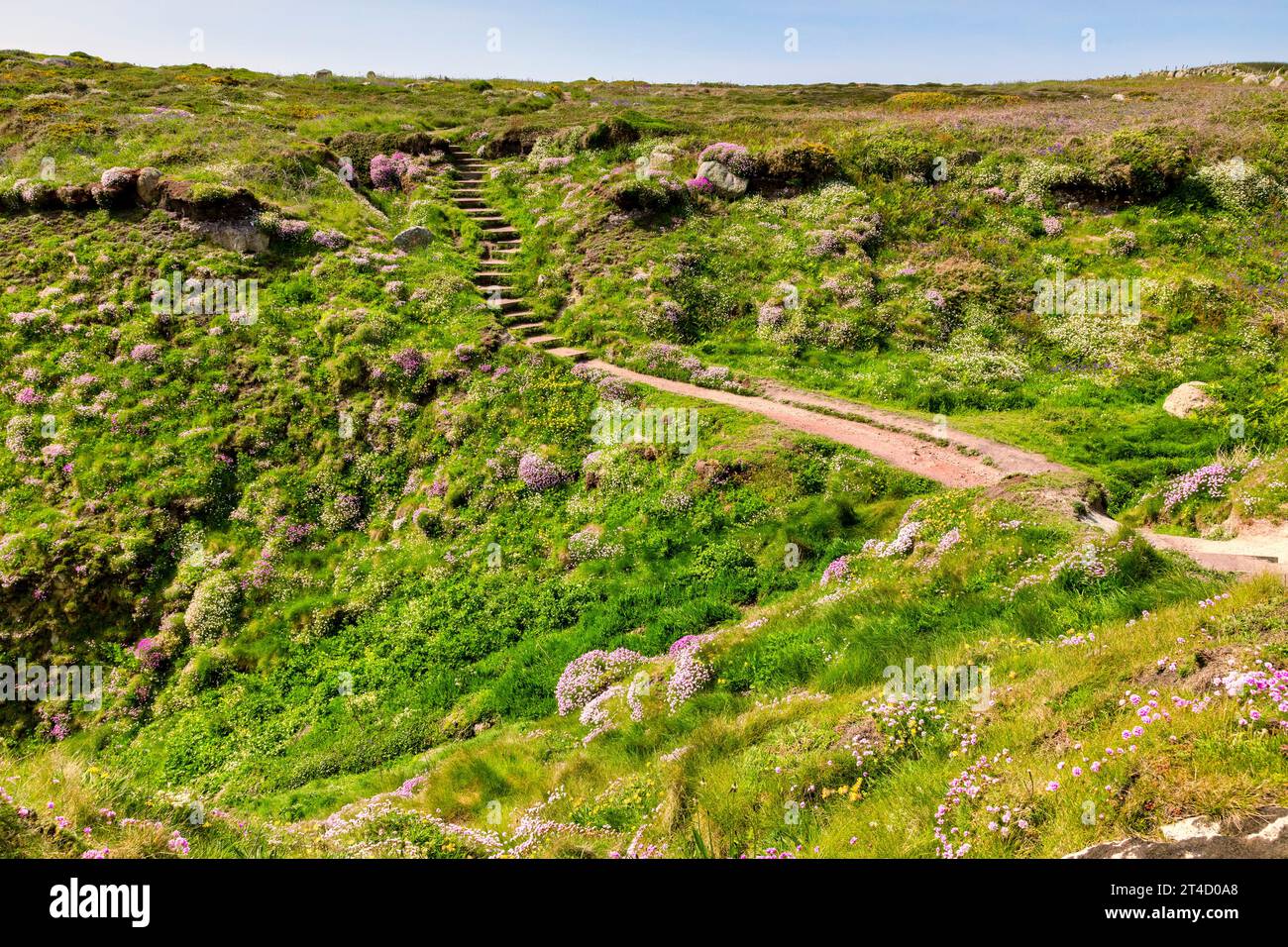 The South West Coast Path between Land's End and Sennen Cove, running through blooming wildflowers. Stock Photo