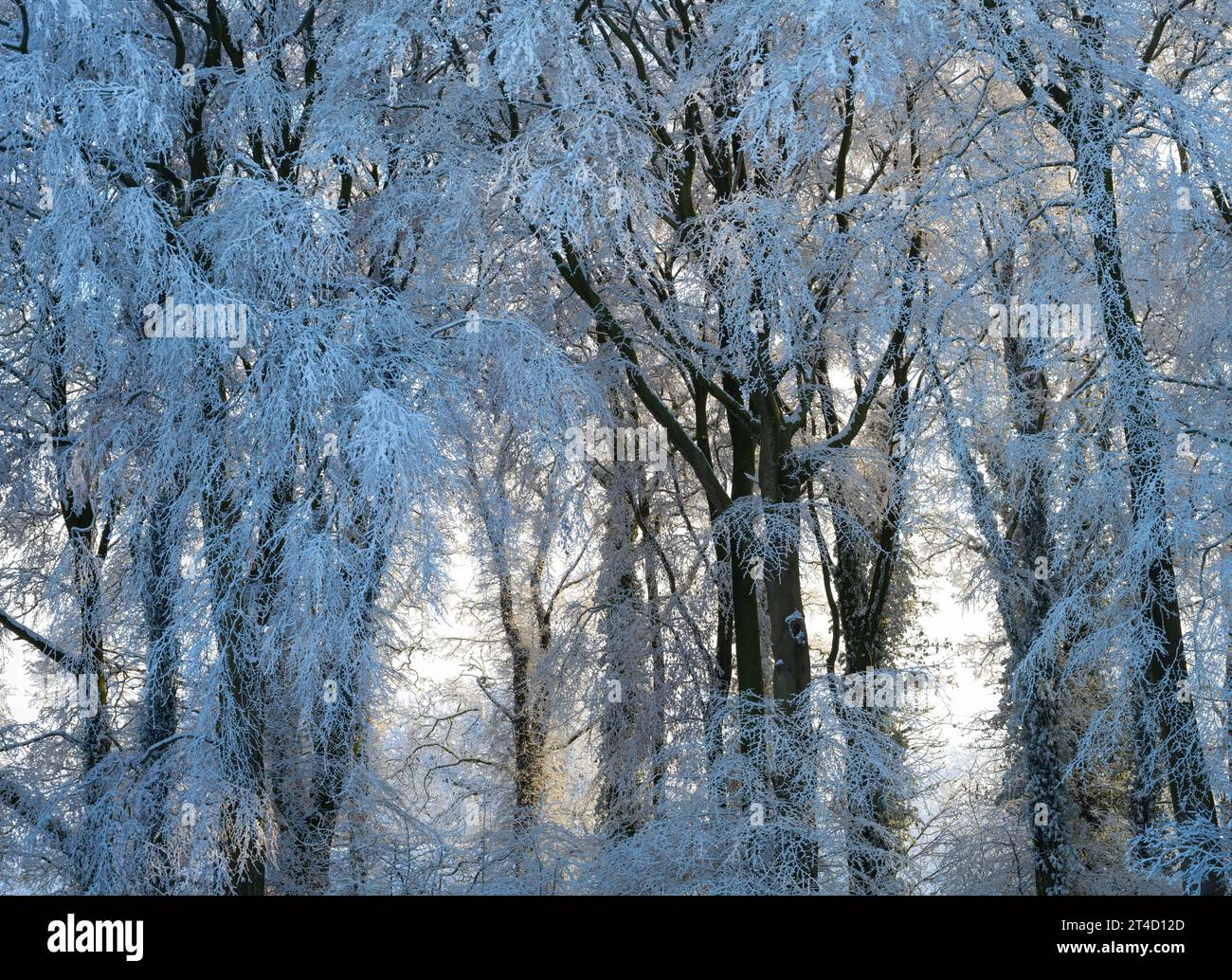 Ice covered beech trees hi-res stock photography and images - Alamy