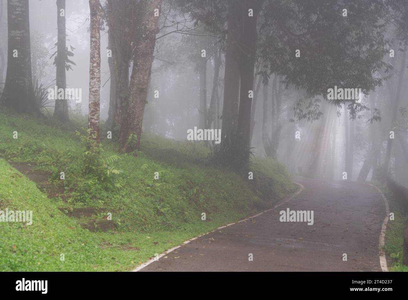 The road through the forest in the fog Stock Photo - Alamy