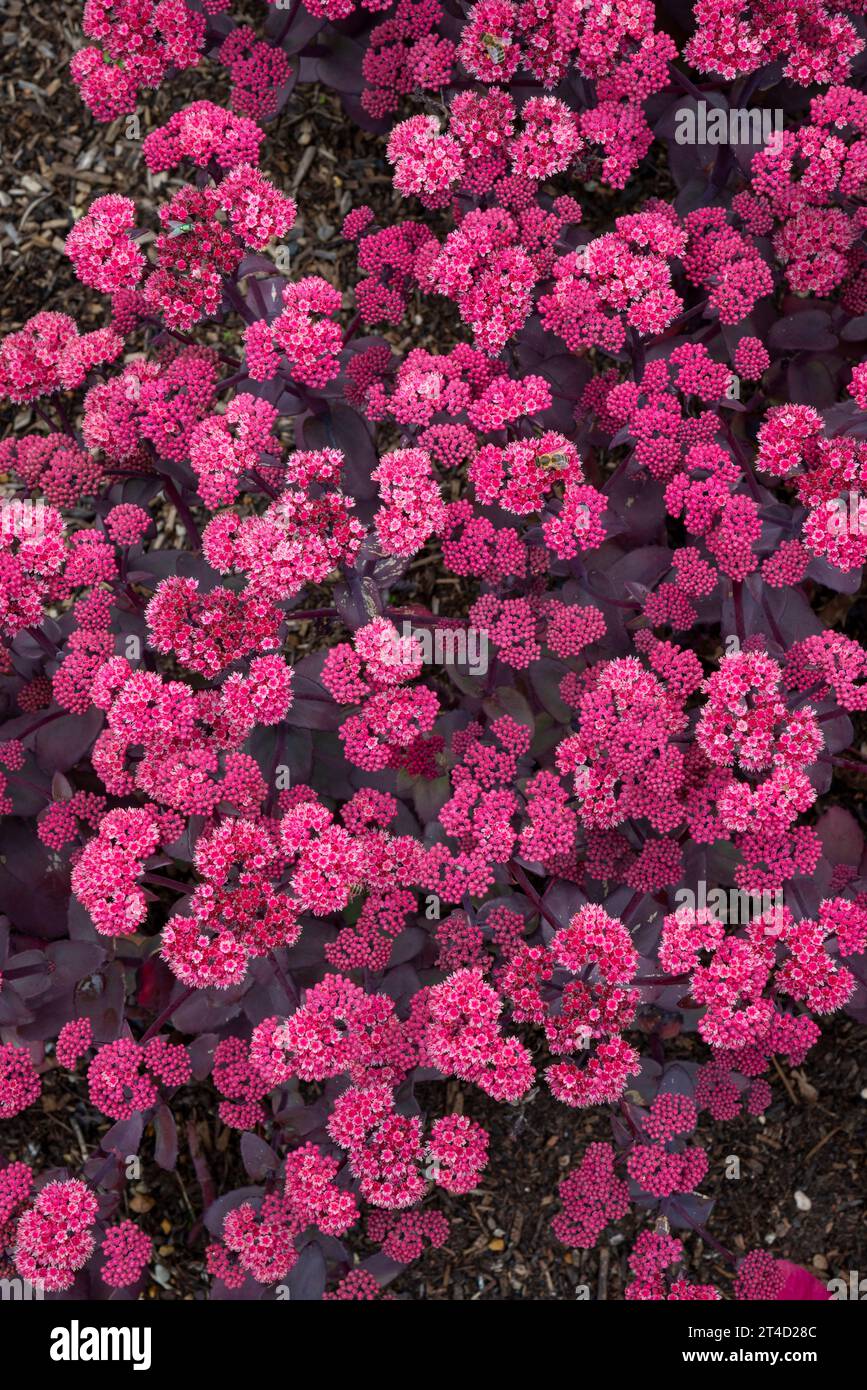 Deep red coloured Sedum Telephium in full flower in a late summer herbaceous border. Stock Photo