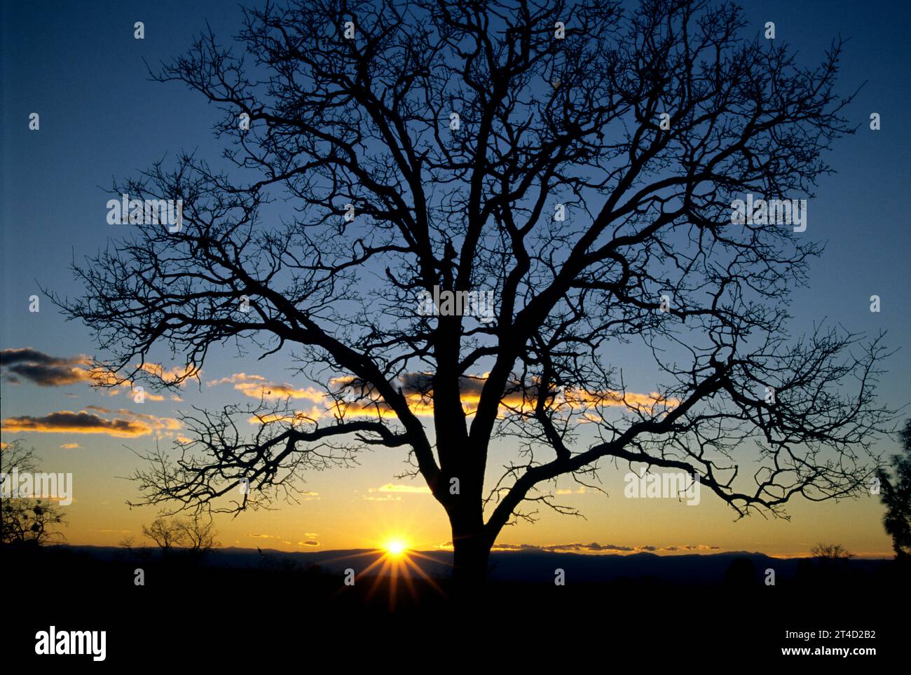 Quercus oak tree sunset silhouette hi-res stock photography and images ...