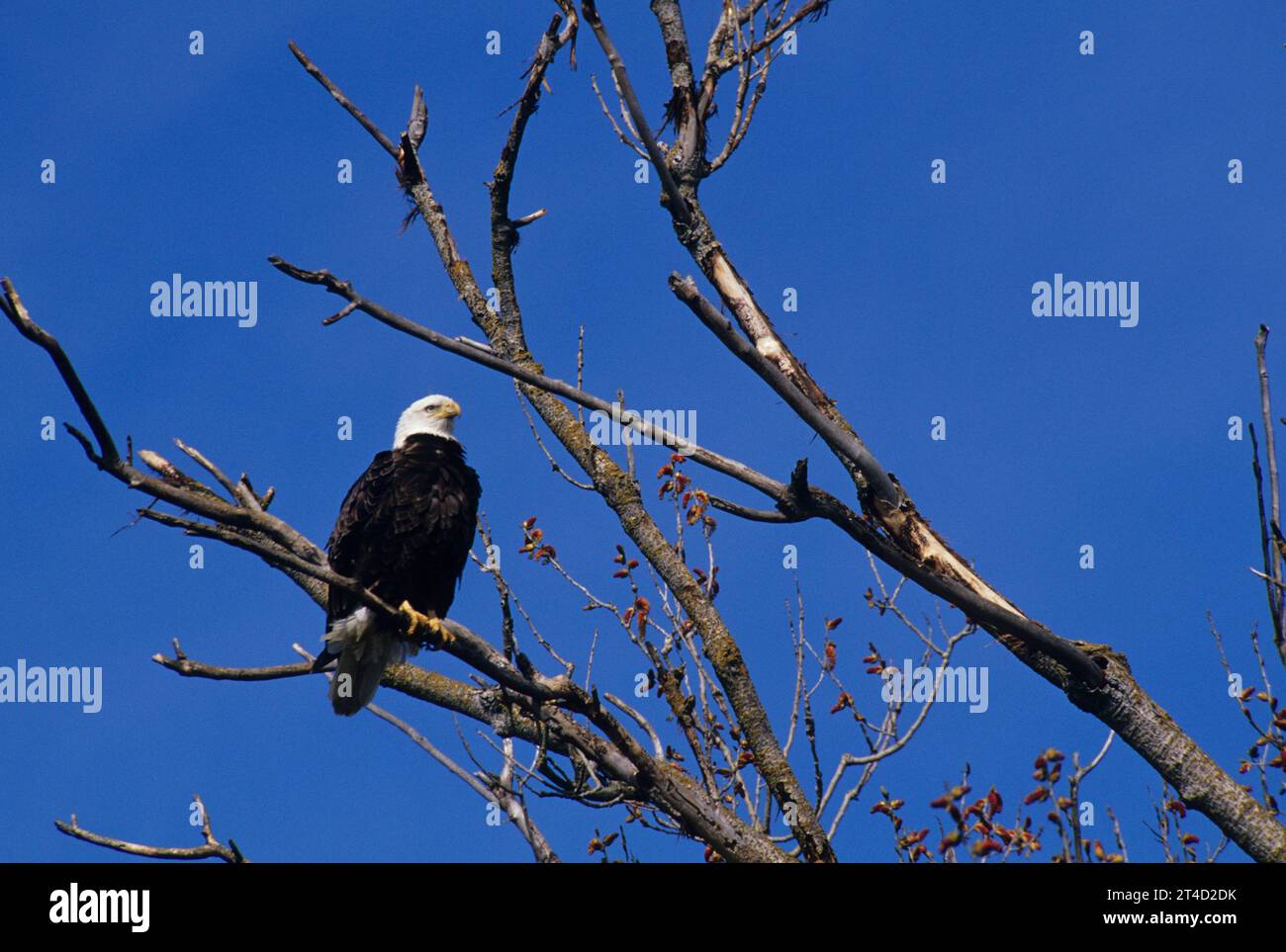 Bald eagle, Sacramento National Wildlife Refuge, California Stock Photo