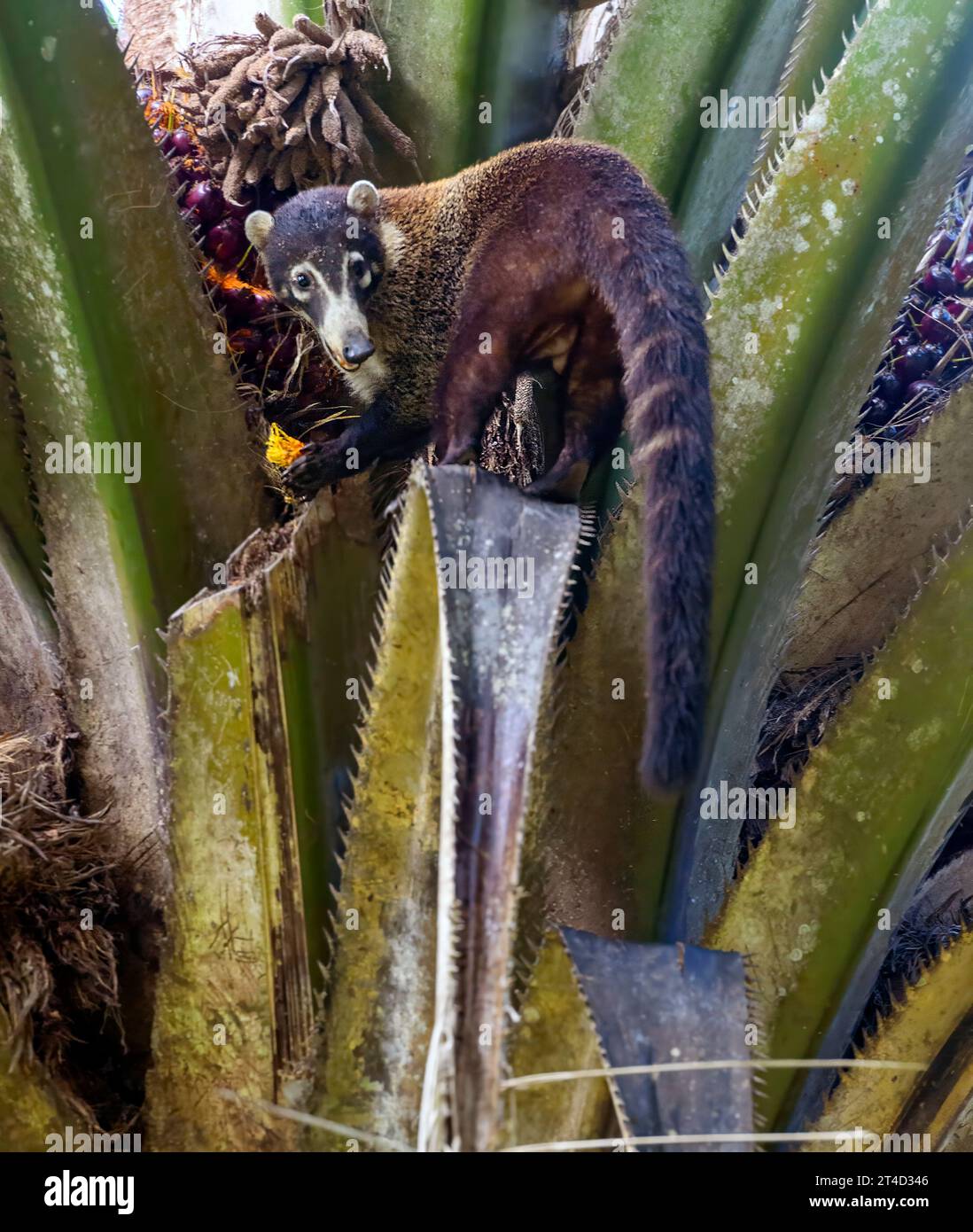White-nosed coati (Nasua narica) feeding on palm fruit. Photo from Osa Peninsula, Costa Rica. Stock Photo