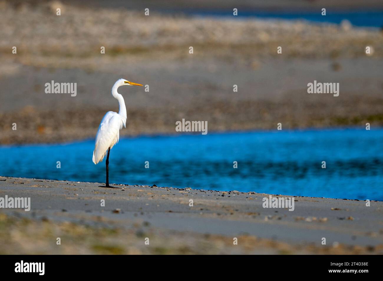 Great heron (Ardea alba) from Amami Oshima, Ryukyu Islands, Japan. Stock Photo