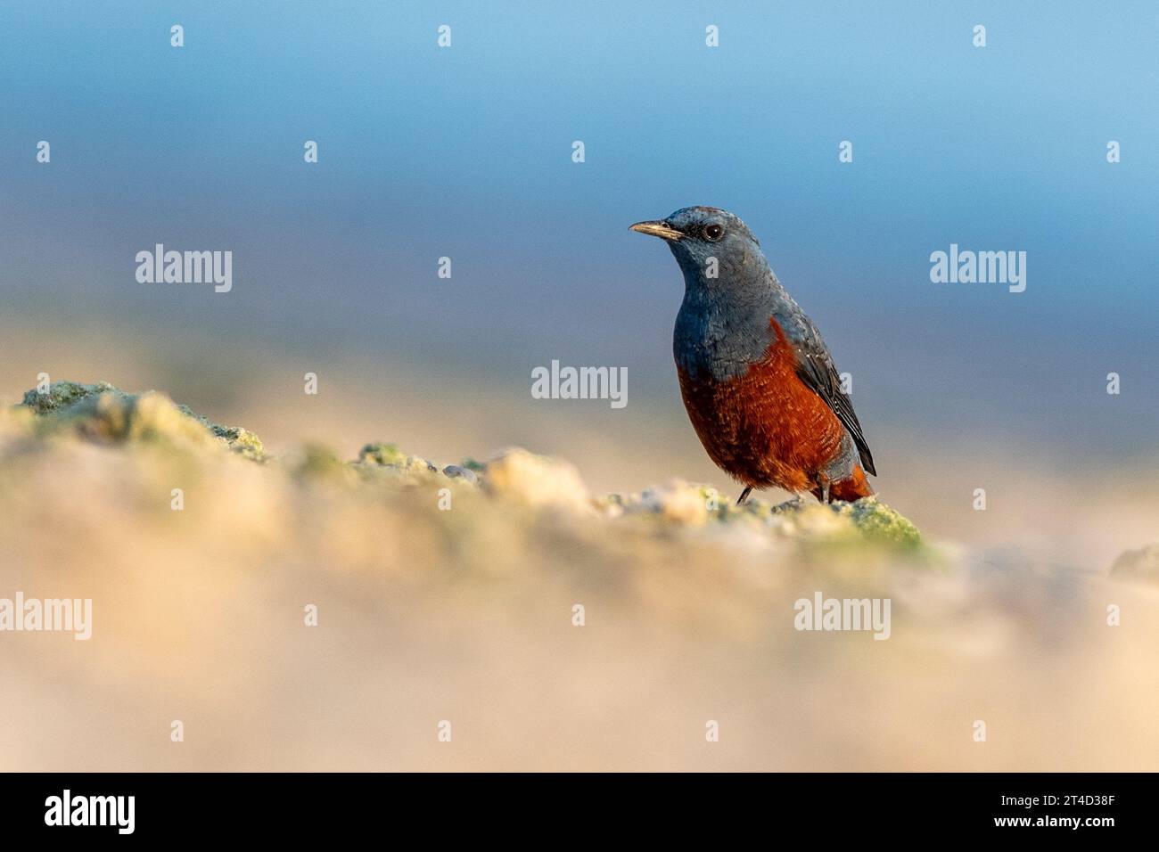 Blue rock thrush (Monticola solitarius) from Amami Oshima, Ryukyu Islands, Japan. Stock Photo