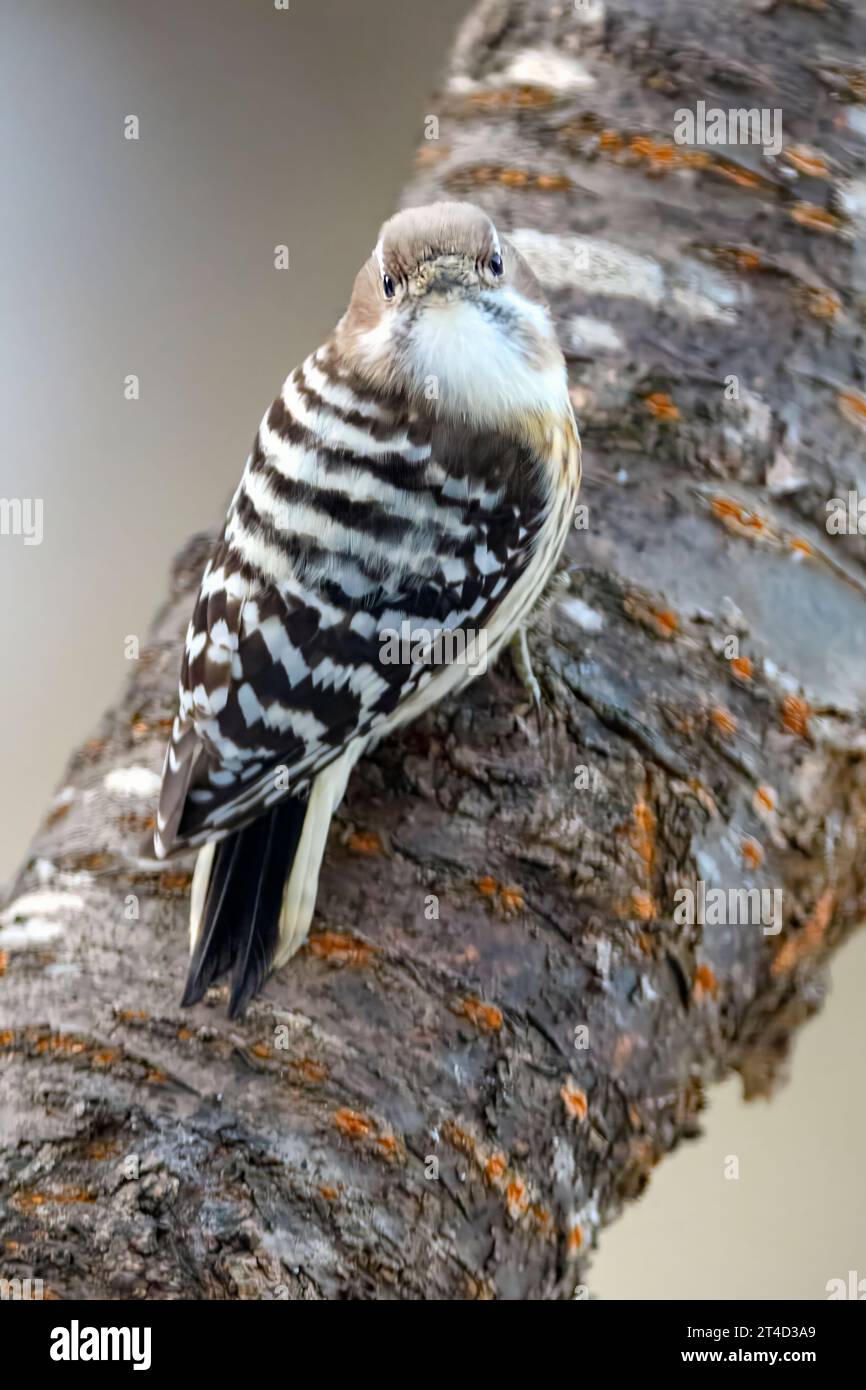Japanese pygmy woodpecker (Yungipicus kizuki) from Hokkaido, Japan. Stock Photo