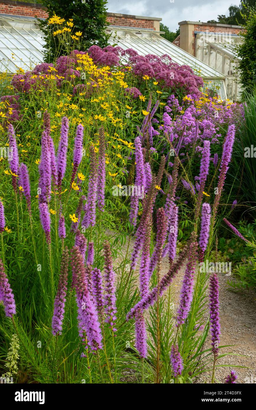 Liatris Spicata flowering at RHS Bridgewater garden at Worsley, Salford, Manchester, England. Stock Photo