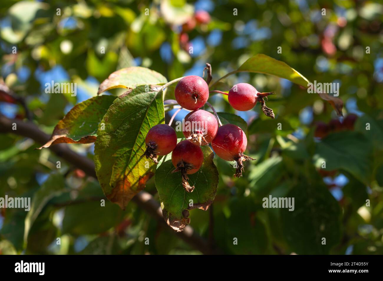 Apple Malus Rudolph tree with dark red apple fruits Stock Photo - Alamy