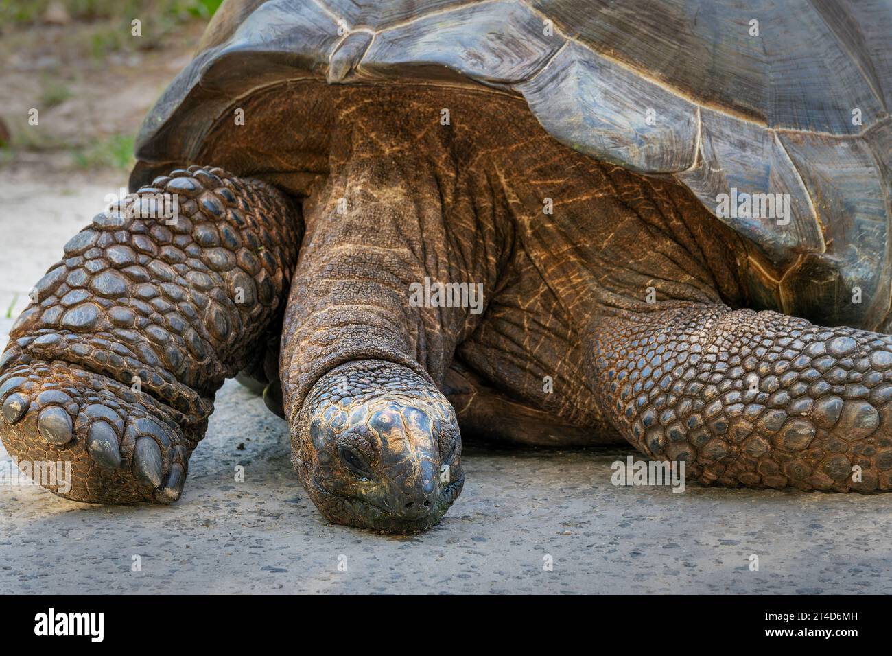 Portrait giant hi-res stock photography and images - Alamy
