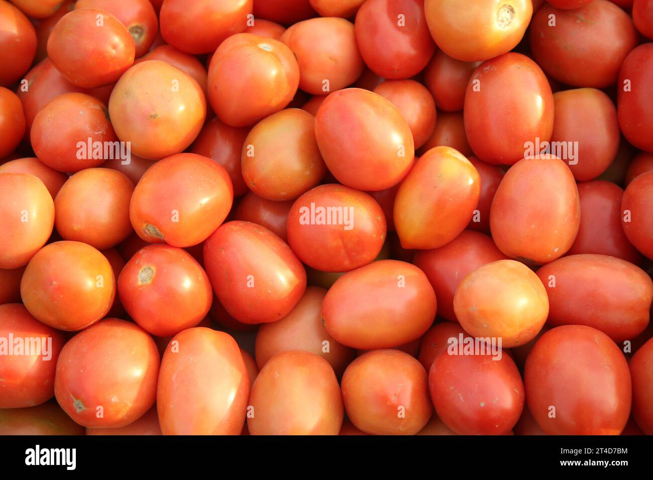 'From Farm to Table: A Fresh Perspective on Tomatoes ?' Stock Photo