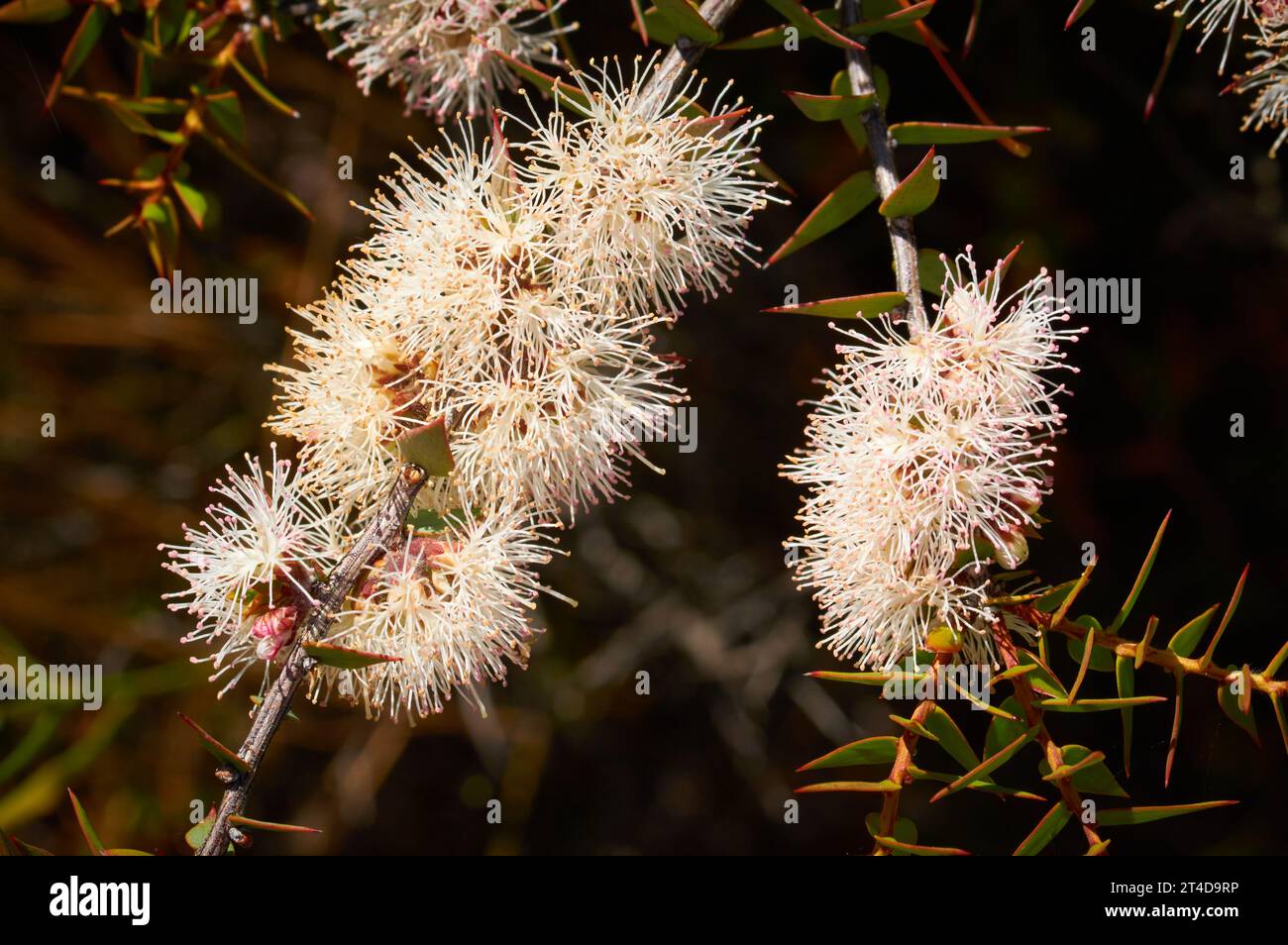 A white flowering Melaleuca species at Christmas Rock in the Wheatbelt town of Wongan Hills, Western Australia. Stock Photo