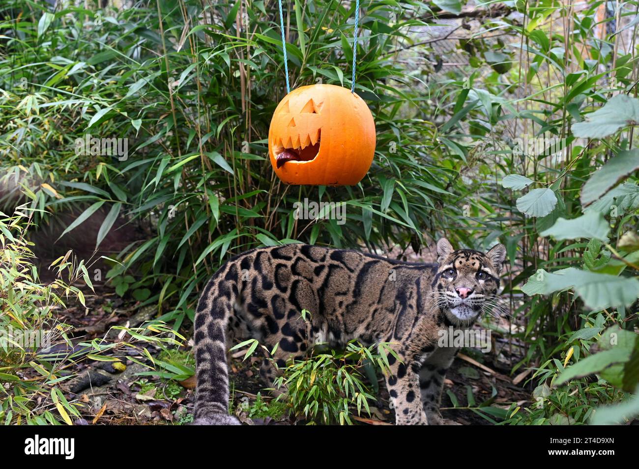 Five sisters zoo park hi-res stock photography and images - Alamy