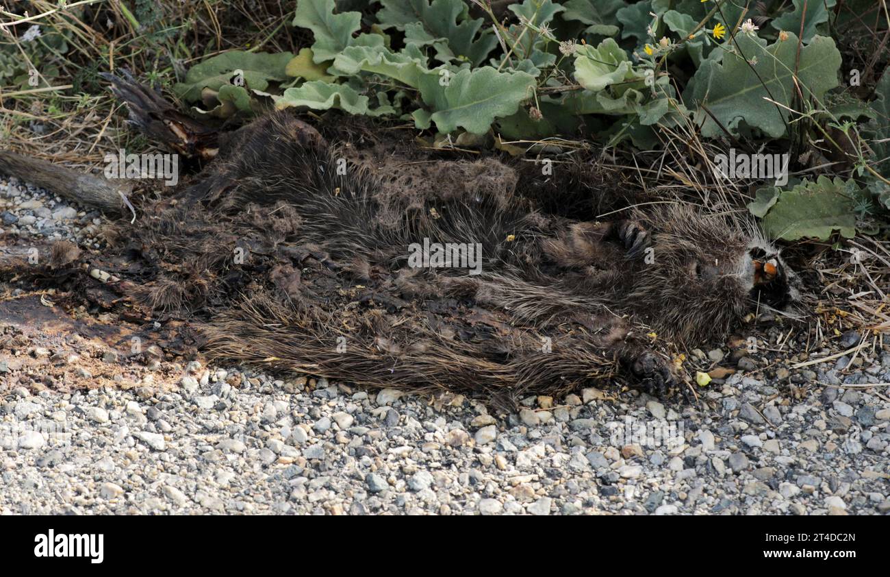 Dead nutria lying on a road Stock Photo