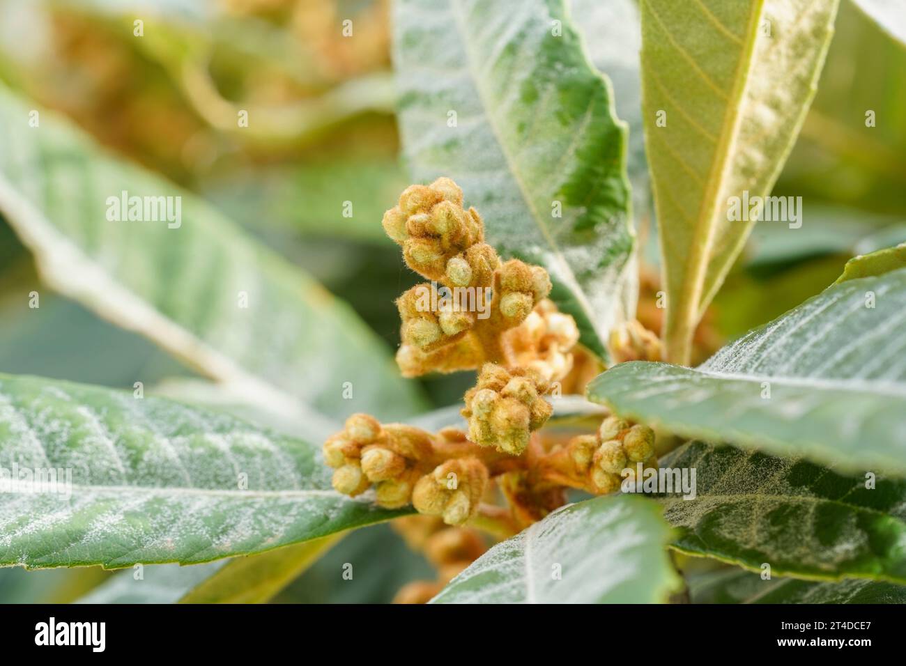 Flowers in bud of Medlar or Nispero tree, loquat, flowers on tree, Spain. Stock Photo