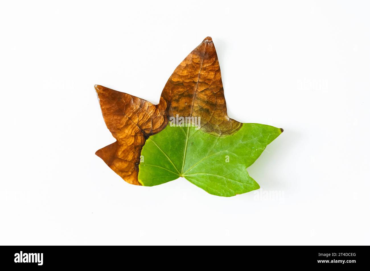 Detail of English ivy, Hedera helix, leaf on white background, fungal disease, nature details. Stock Photo