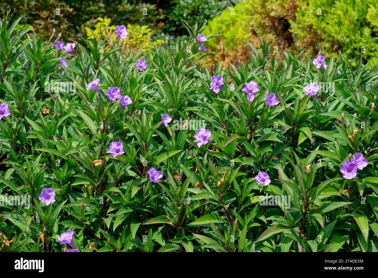 Large grouping of fully grown mexican petunias in a garden with purple flowers stilling blooming in autumn Stock Photo
