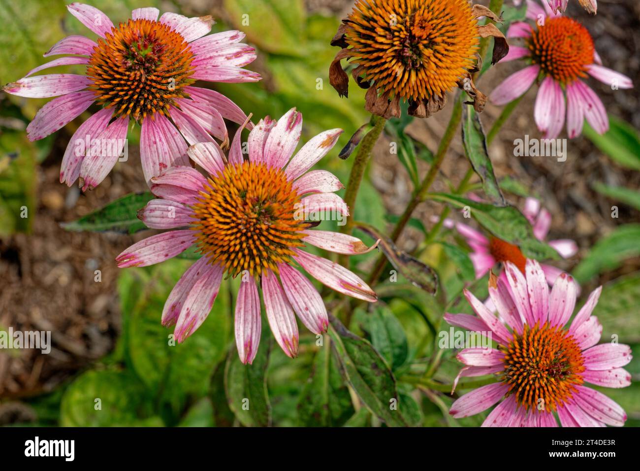 Last blooming purple cone flowers echinacea plants in autumn closeup view Stock Photo