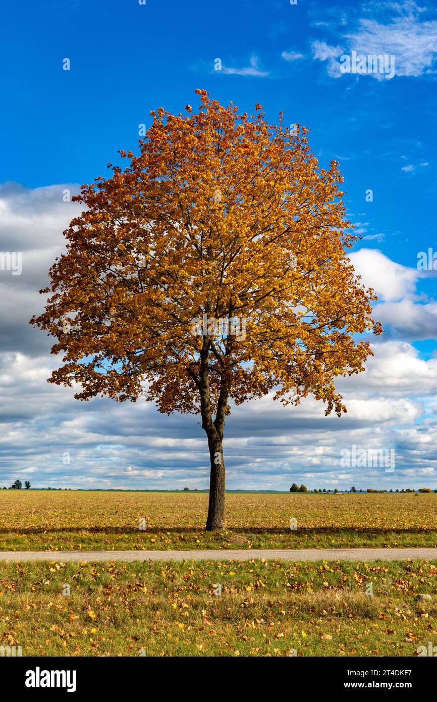 Autumn tree in a dry meadow over blue sky Stock Photo