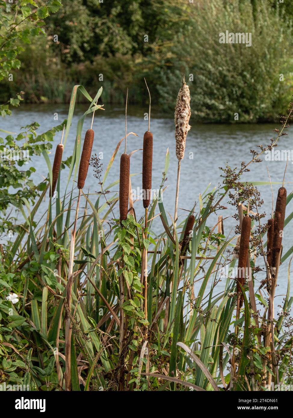A group of Bulrushs growing on the edge of a lake in Herefordshire Stock Photo