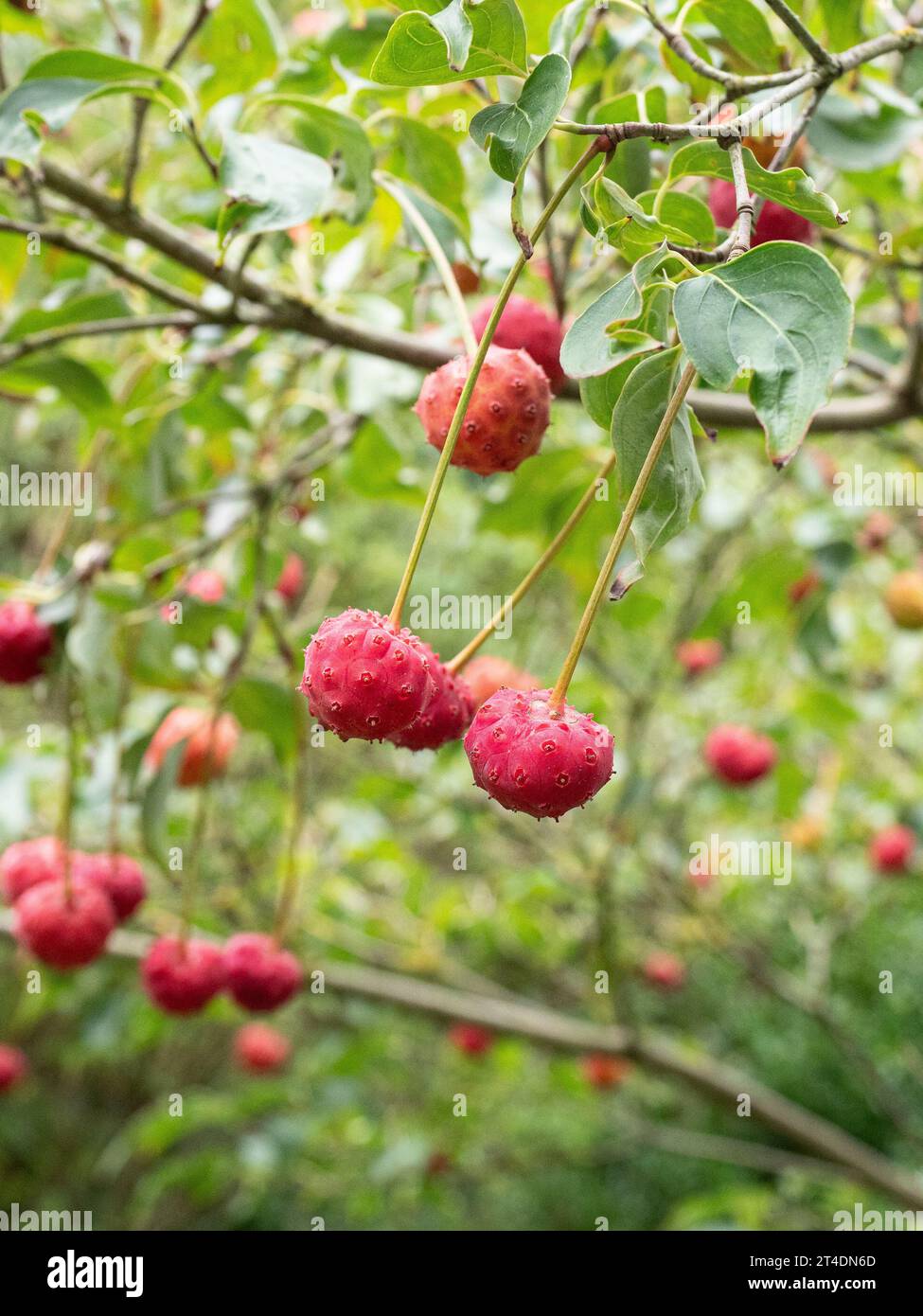 The dull red strawberry like fruit of the Chinese dogwood Cornus kousa Stock Photo