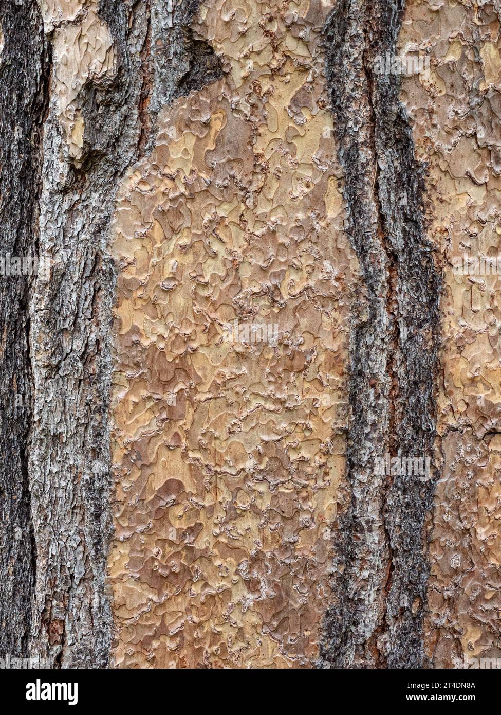 A close up of the light brown scaly  bark of Pinus ponderosa the Western Yellow Pine. Stock Photo