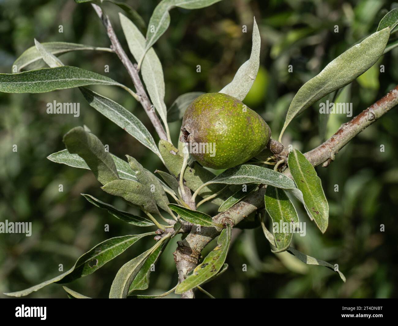 A small inedible pear on the ornamental weeping pear Pyrus salicifolia pendula Stock Photo