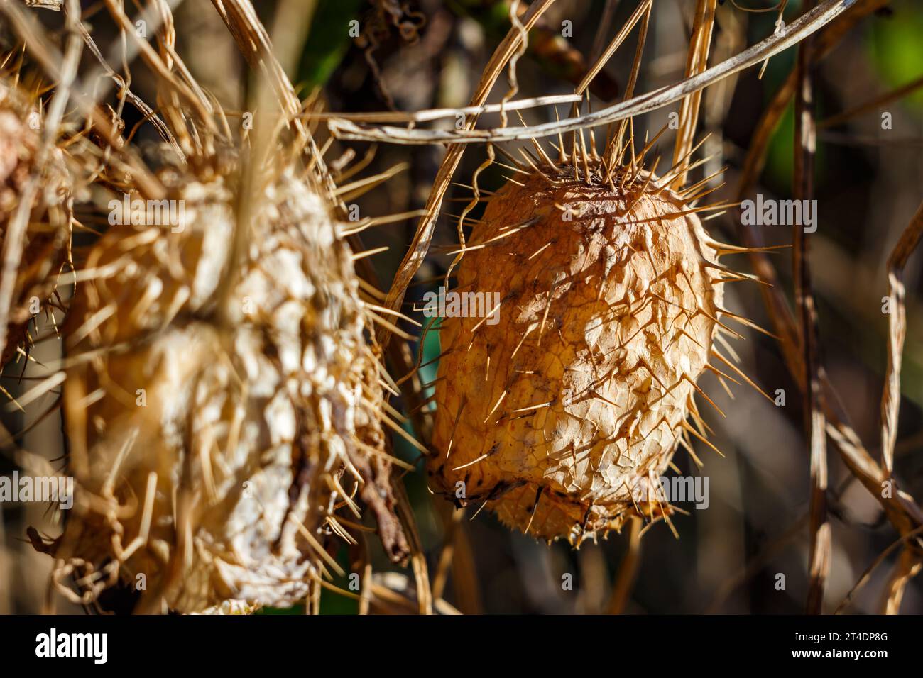 Dry yellowed fruits of the Echinocystis lobata plant Stock Photo