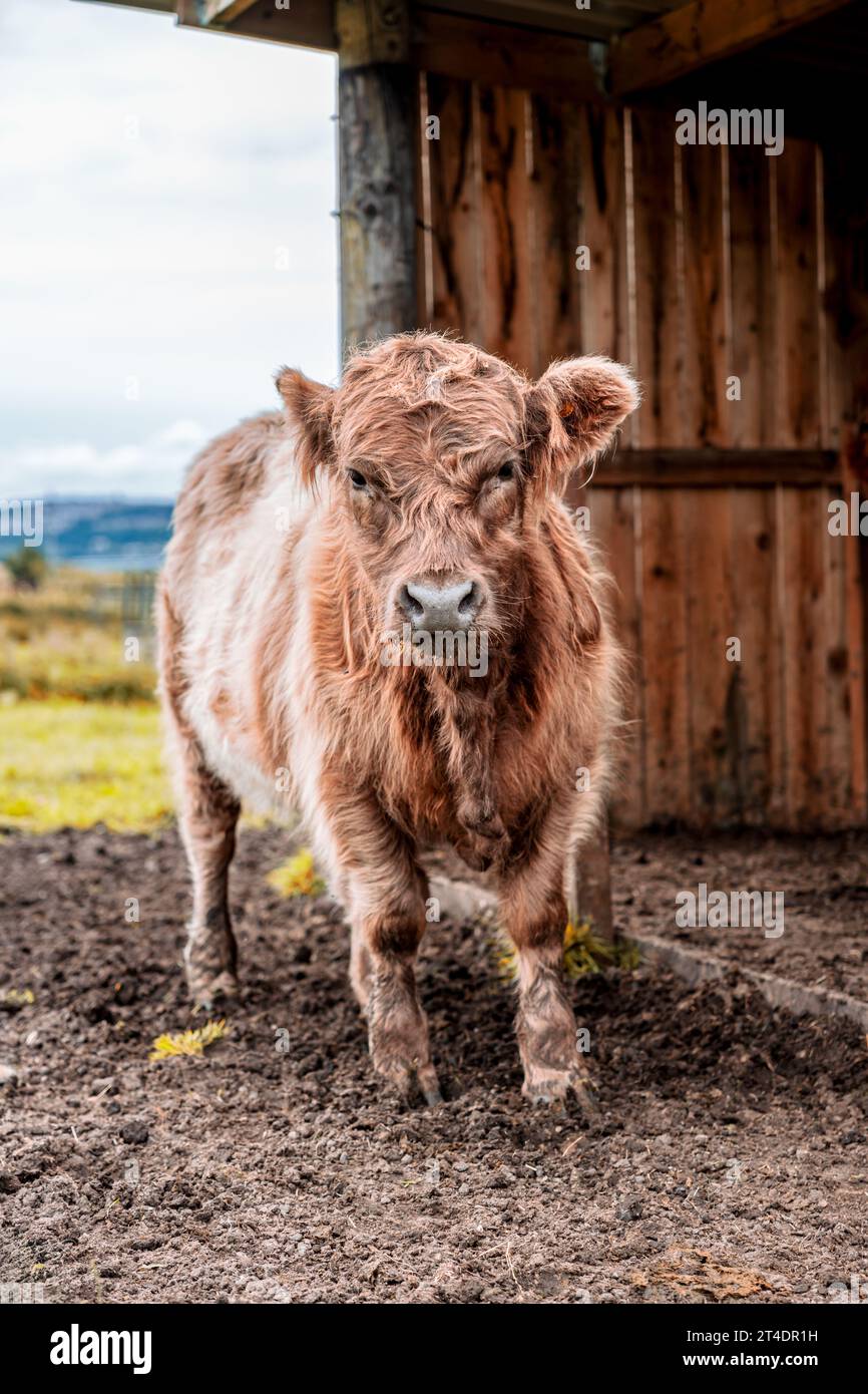 Portait of a belted galloway and highland cattle crossbred calf stood