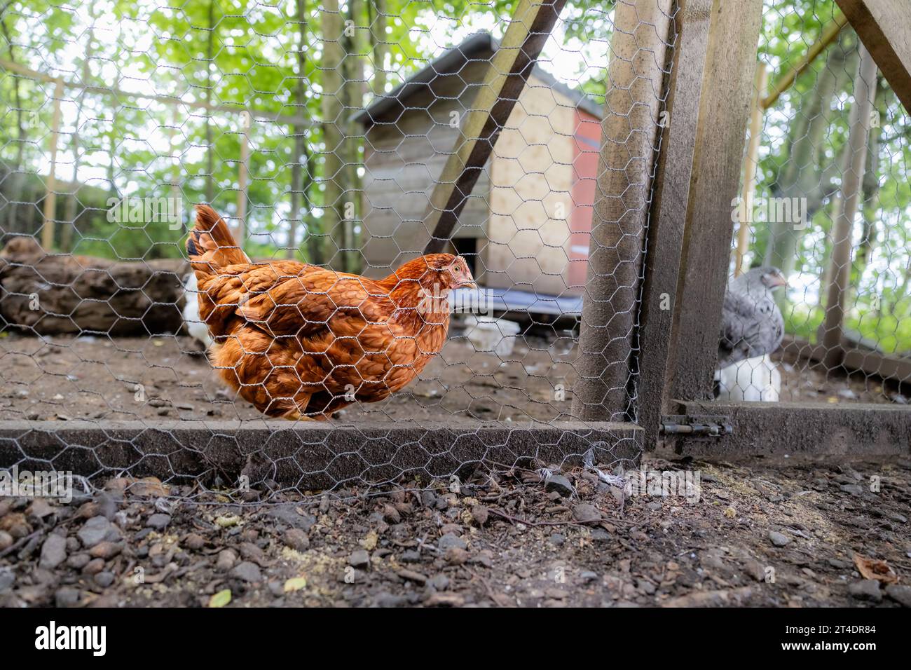 Free range brown chicken behind a wire enclosure in the woods, with a