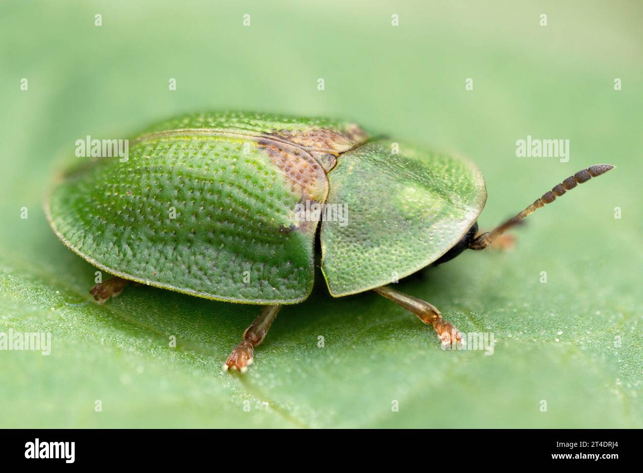 Thistle Tortoise Beetle (Cassida rubiginosa) at rest on leaf. Tipperary, Ireland Stock Photo