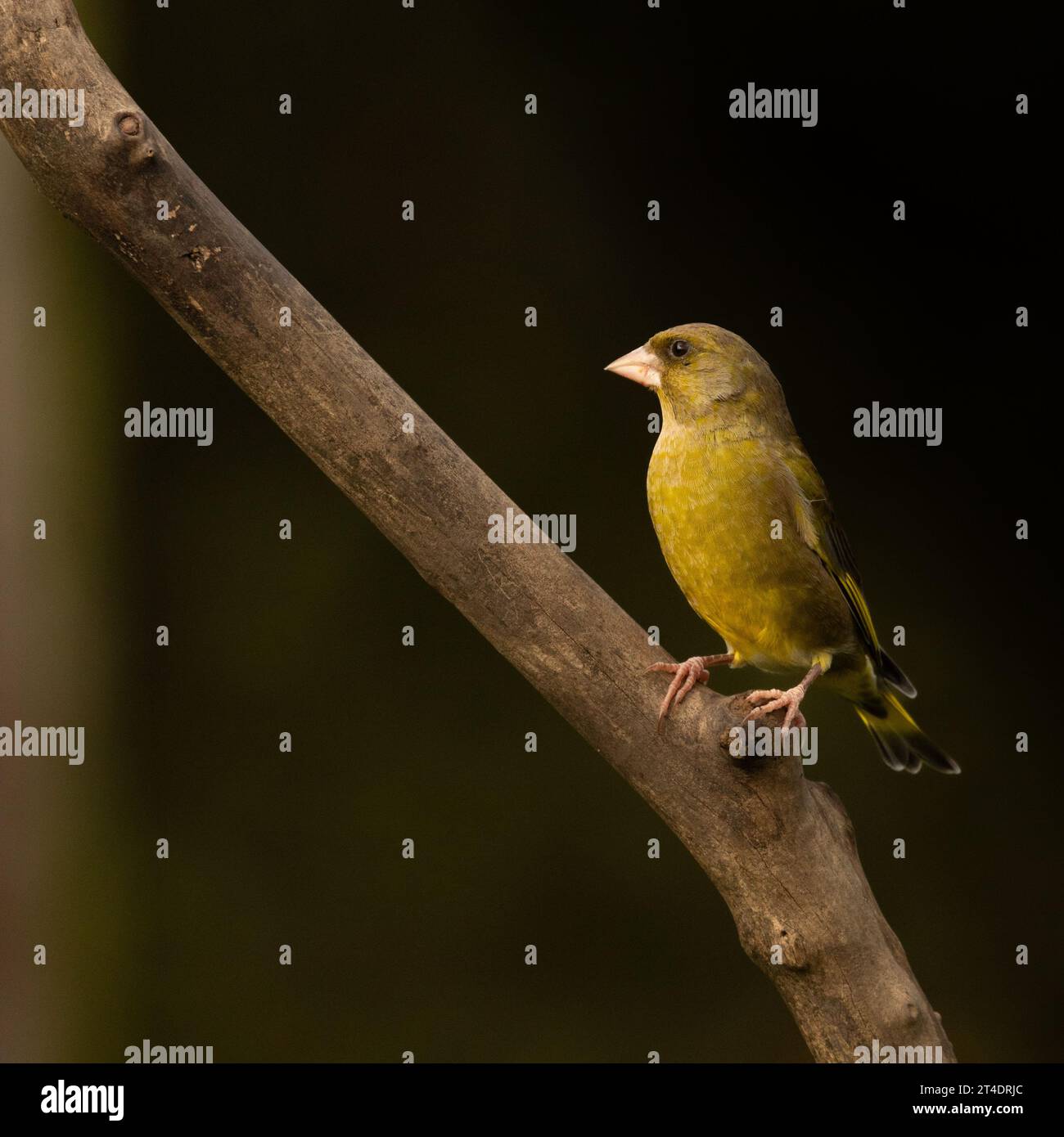 A European greenfinch (Chloris chloris) photographed at Daisy Nook Country Park, Oldham, UK Stock Photo