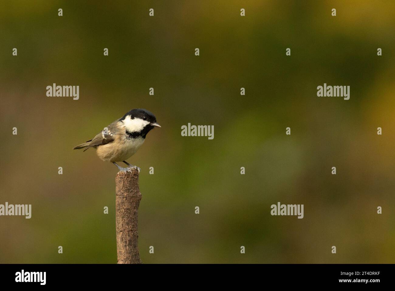 A coal tit (Periparus ater) photographed at Daisy Nook Country Park, Oldham, UK Stock Photo
