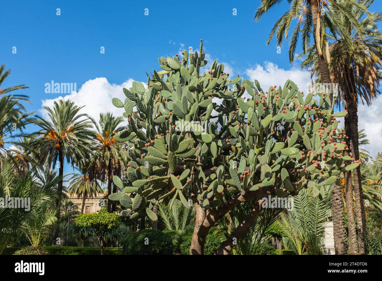Palermo, Sicily, 2016. In the garden of Villa Bonanno, a huge prickly pear cactus (Opuntia ficus-indica) amid date palms (Phoenix dactylifera) Stock Photo