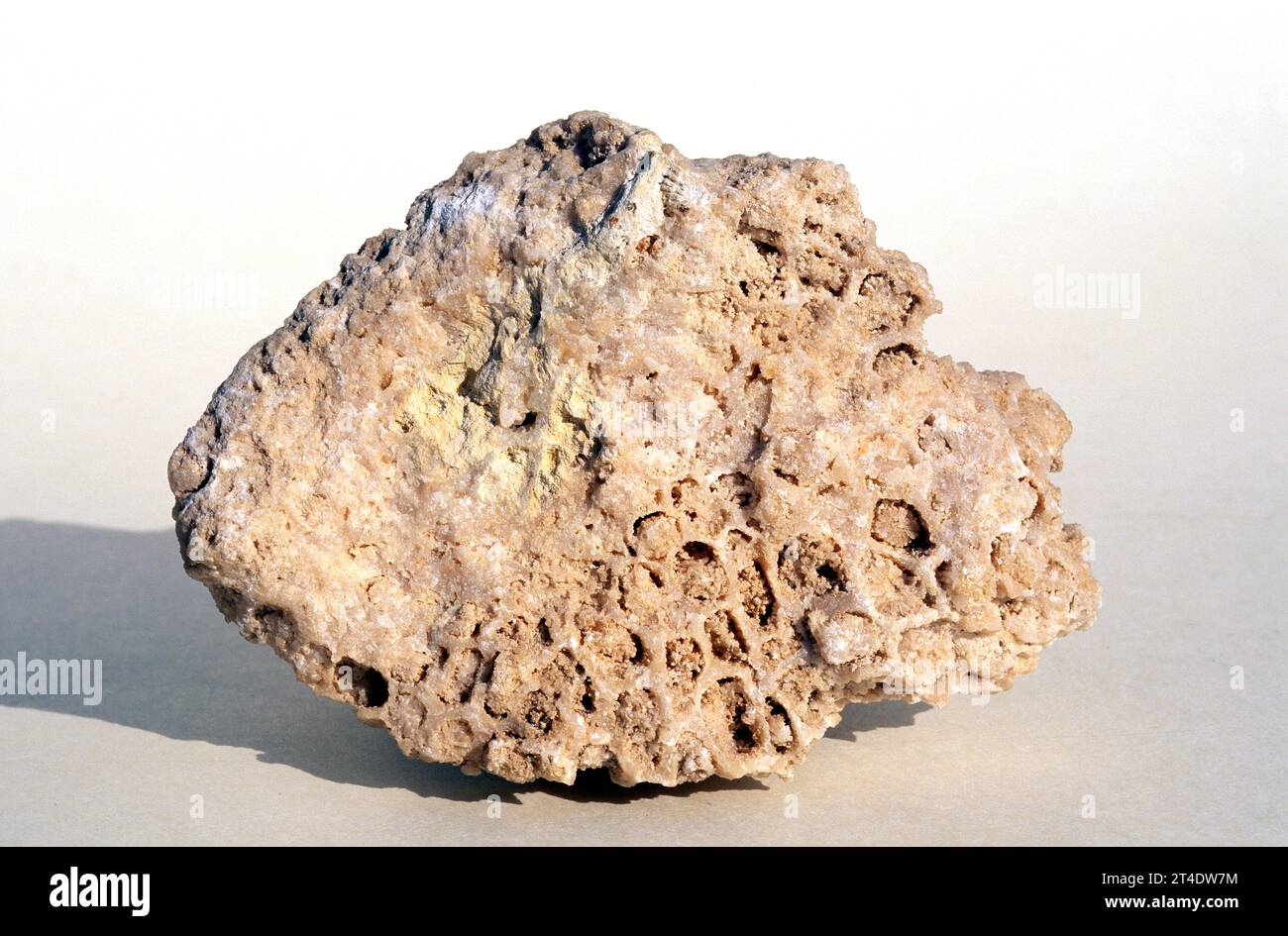 Coral limestone with anthozoa skeletons. Sample. Stock Photo