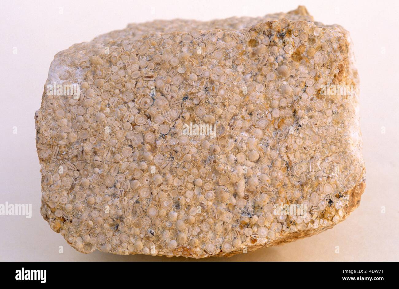Oolitic limestone is a sedimentary rock mainly composed of calcium carbonate. Sample Stock Photo