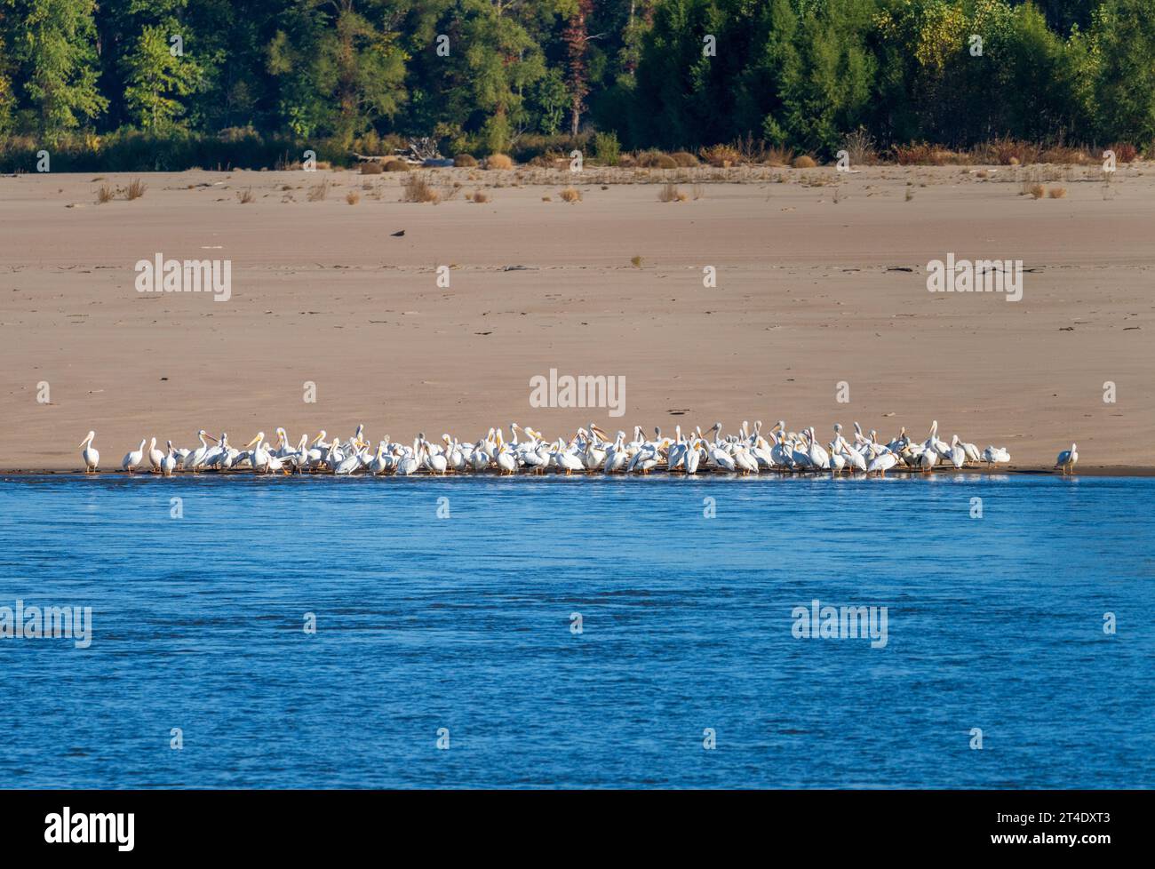 Mississippi river low water levels hi-res stock photography and images ...