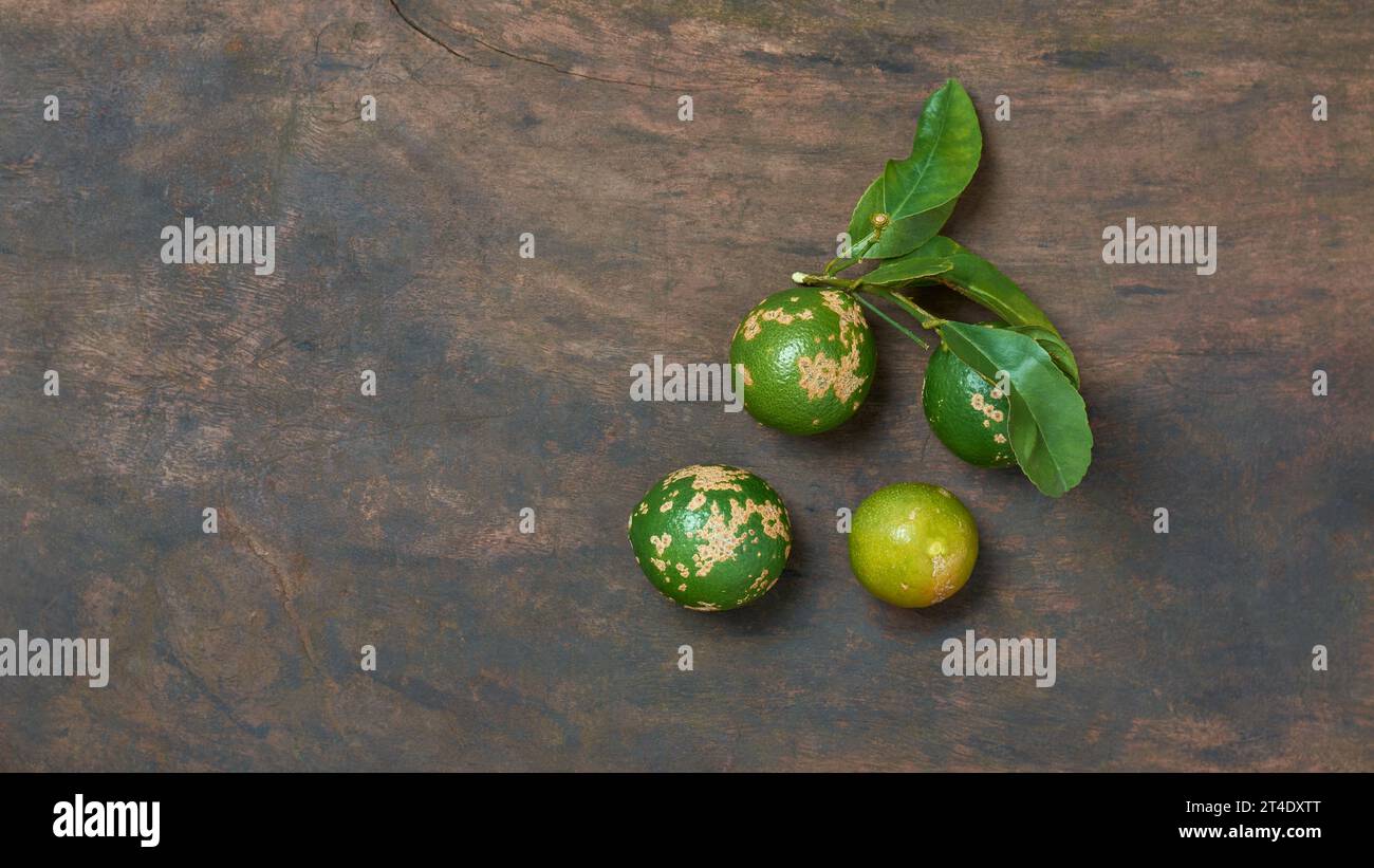 closeup of philippine lime with leaves, aka calamondin or calamansi