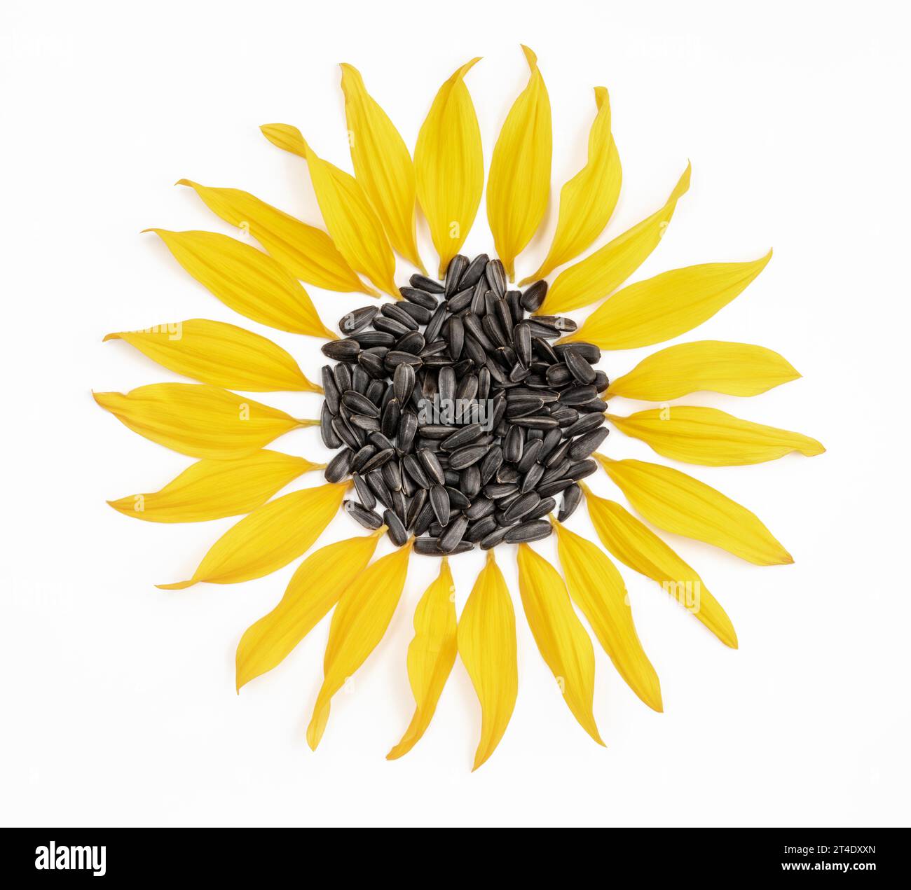Black sunflower seeds and sunflower petals arranged in a shape of a sunflower Stock Photo
