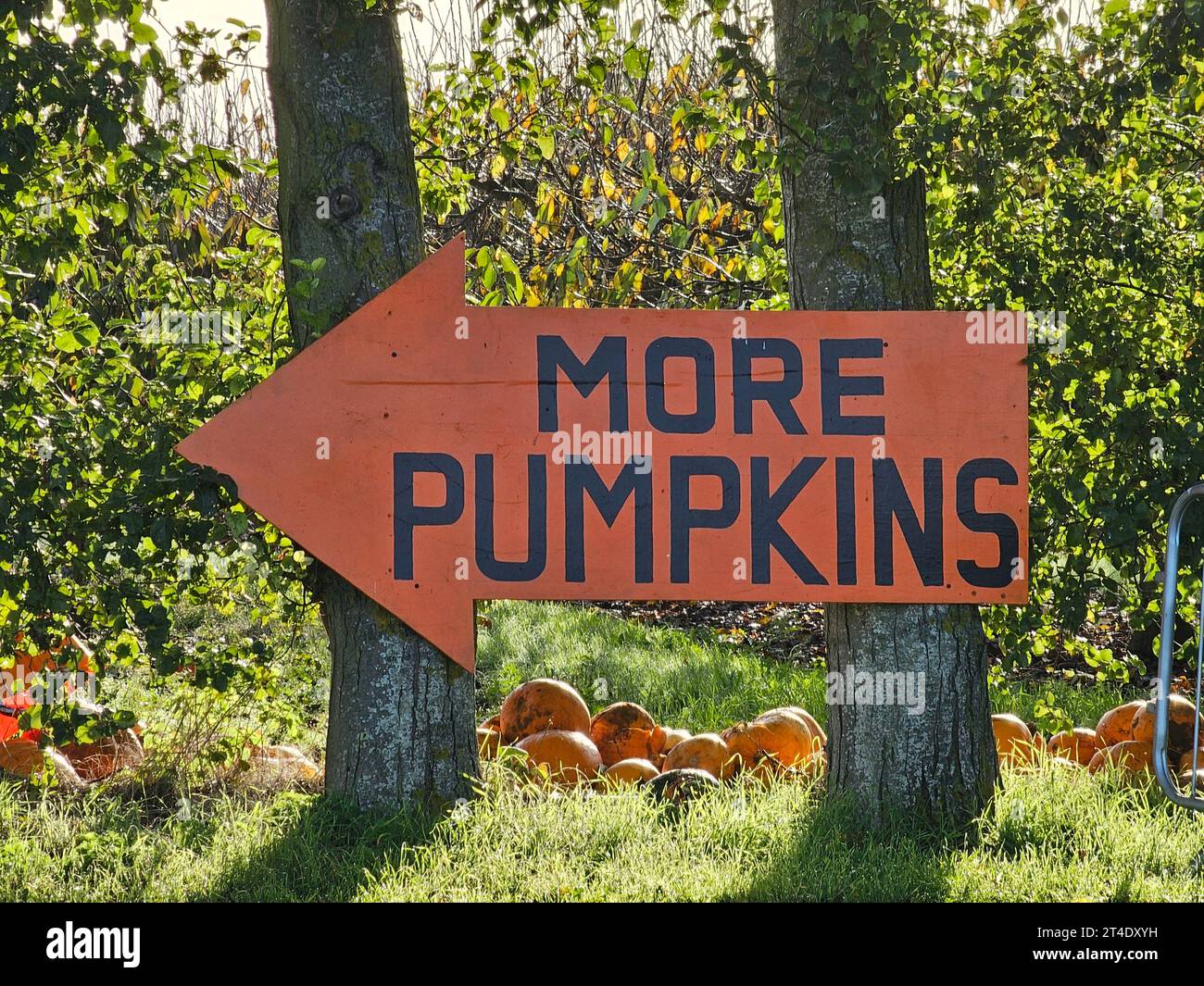 Directions to find more pumpkins at pick your own pumpkin event Stock Photo