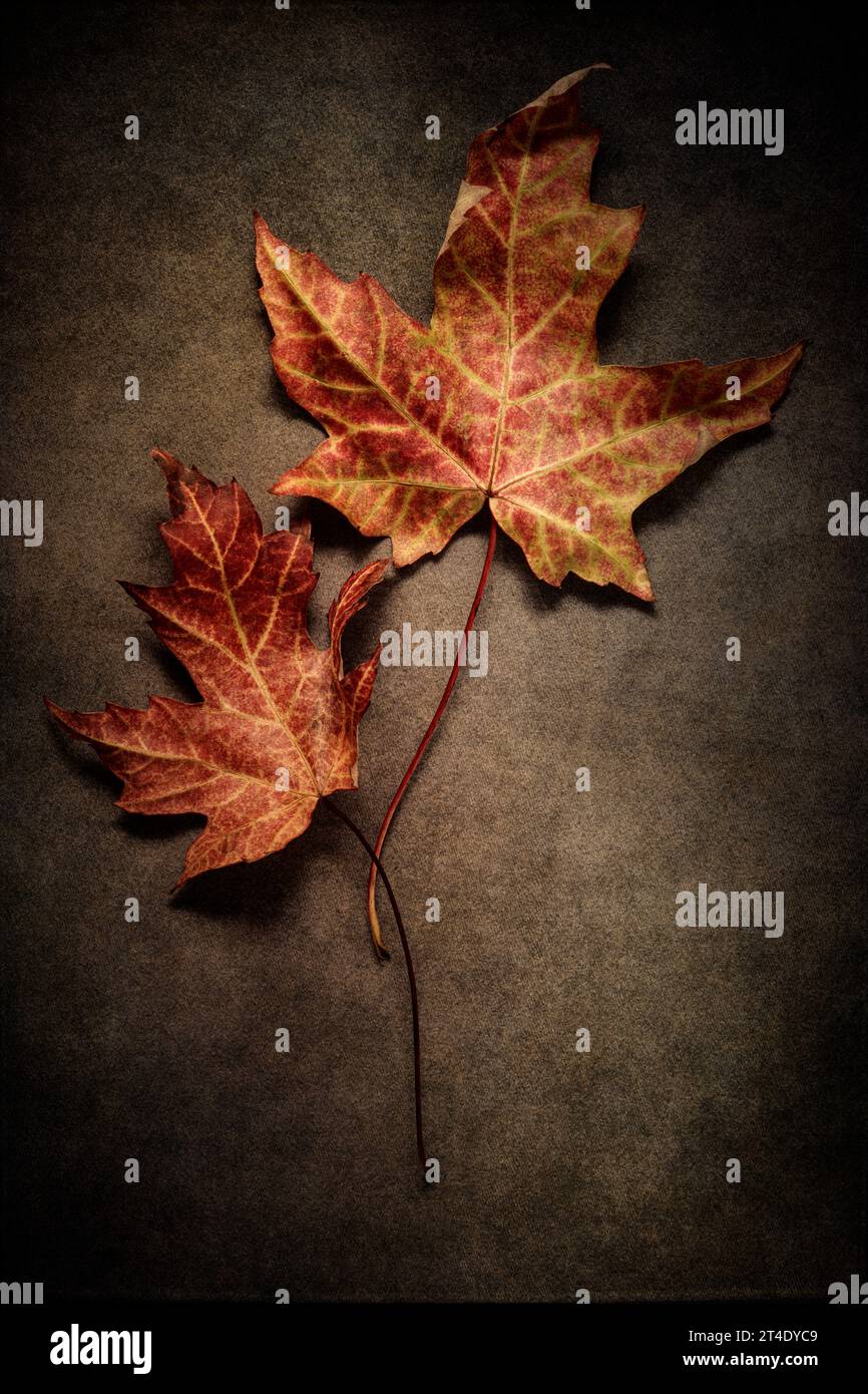 Autumn still life with two maple leaves Stock Photo