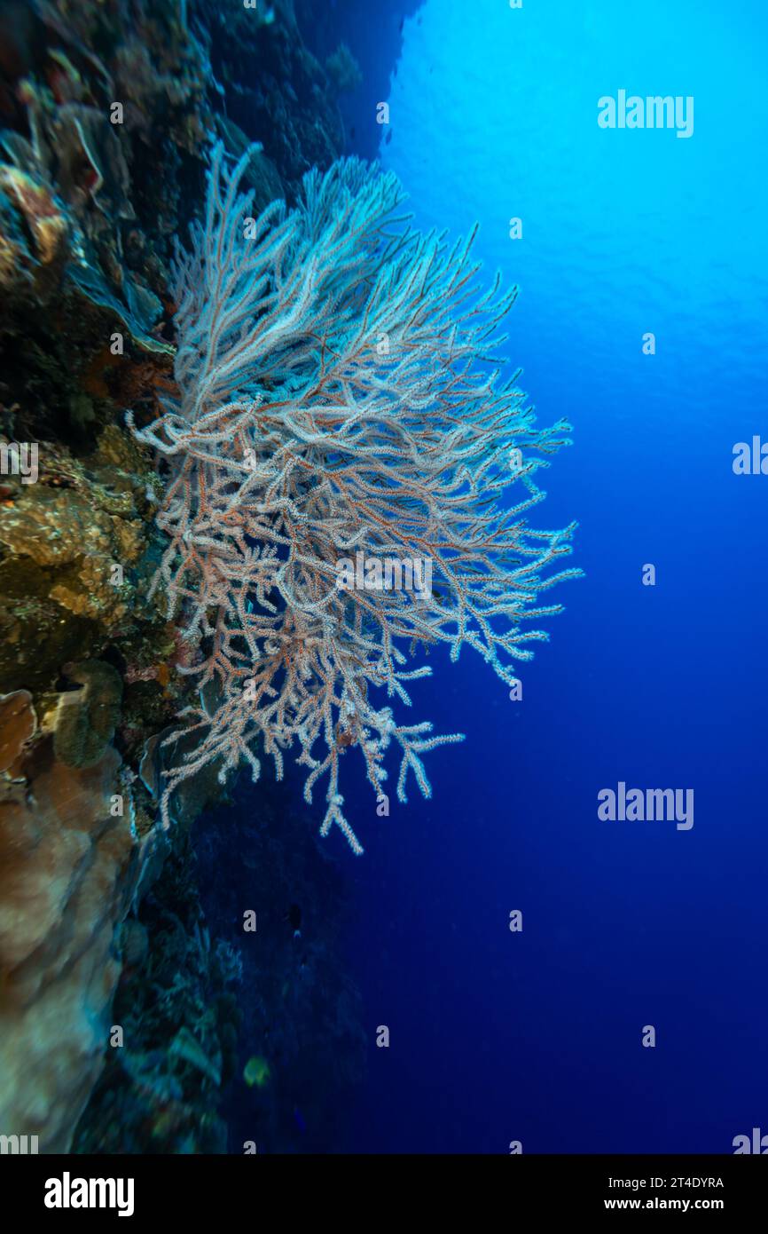 Giant colorful gorgonian sea fan corals spreads wide and feeds on plankton passing on currents over a  tropical coral reef Stock Photo