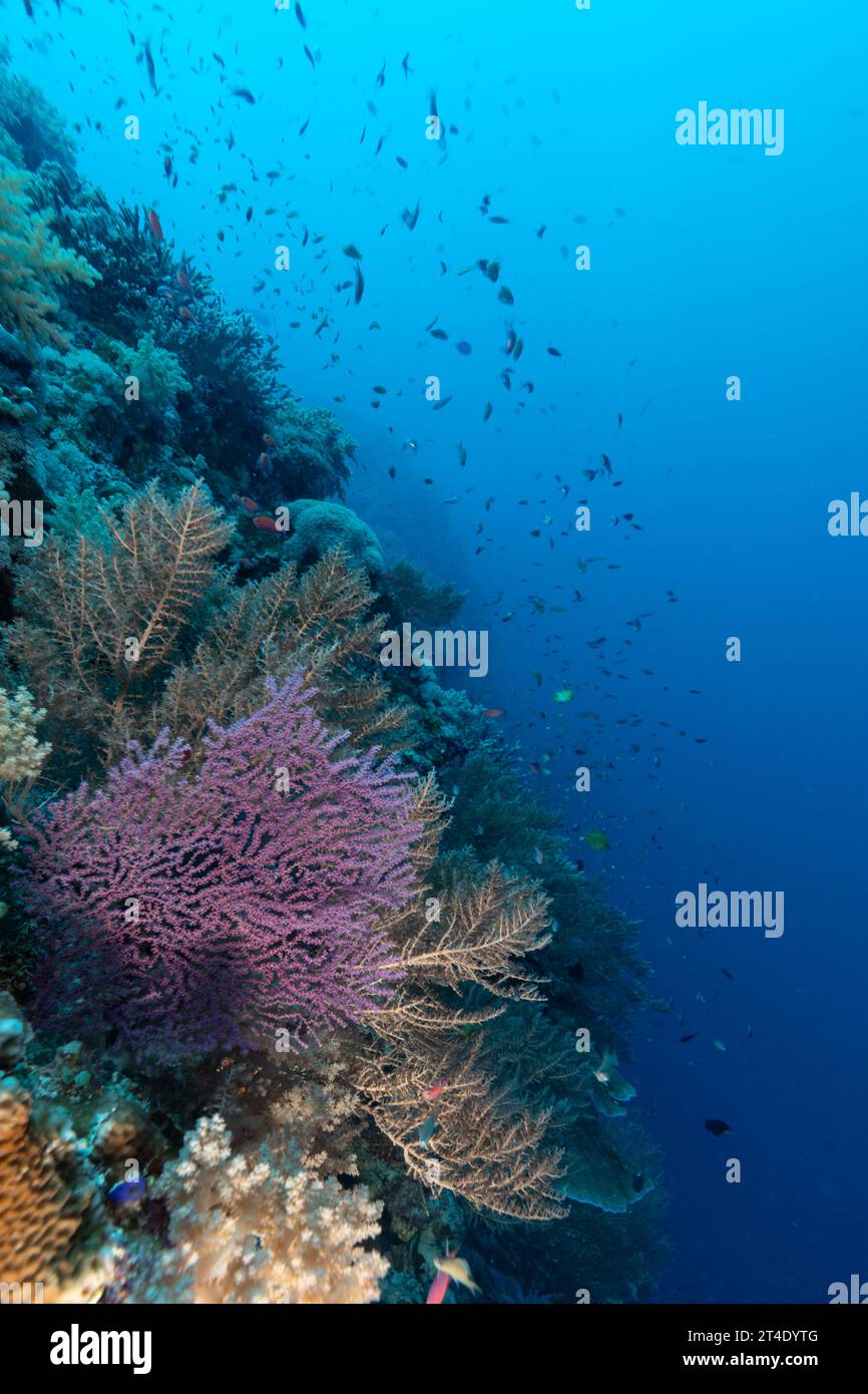 School of tropical fish swim around purple branching coral on tropical coral reef Stock Photo