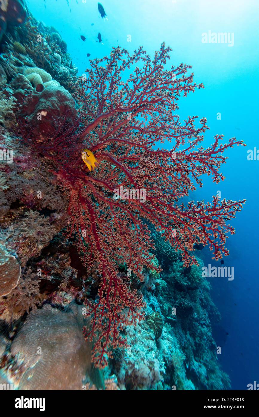 Yellow fish swims in a red branching coral feeds with polyps out on the wall of a tropical coral reef Stock Photo