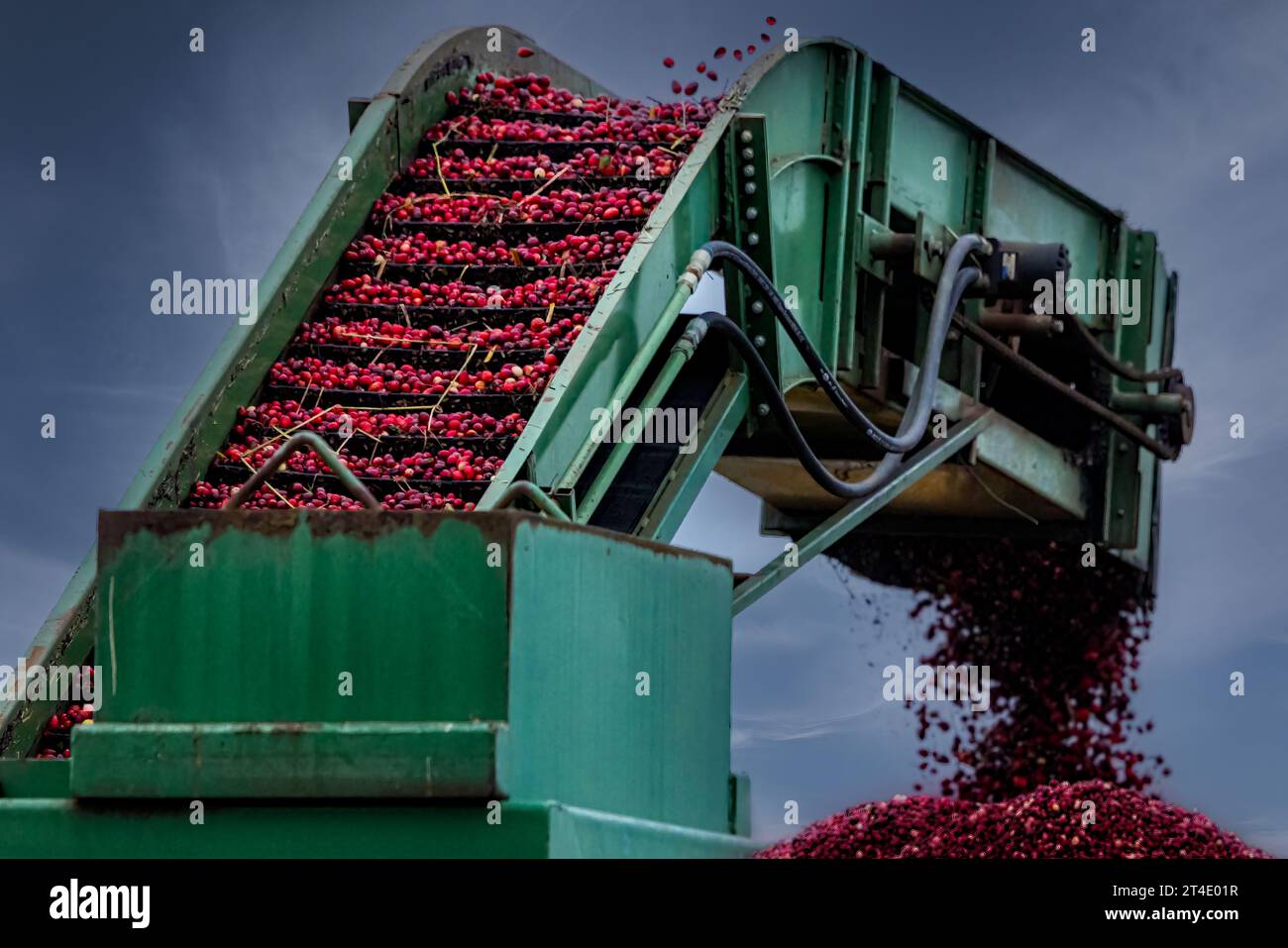 Cranberry Harvest Fall - Harvested cranberries are vacuumed from the bog and go up an elevator machine and into trucks. Stock Photo
