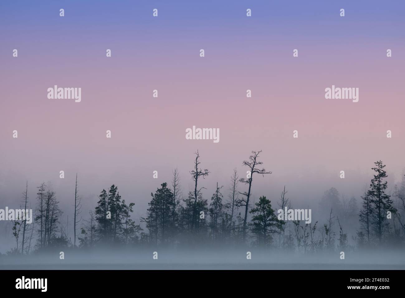 Pine Barrens NJ - Aerial view of the beautiful evergreens coverred with fog as day breaks in the Pine Barrens, New Jersey. Stock Photo