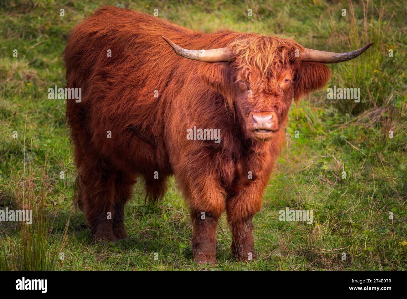HIghland Cattle VT -  This rustic cattle is a Scottish breed able to sustain the cold temperatures during the winter months in Vermont. Stock Photo