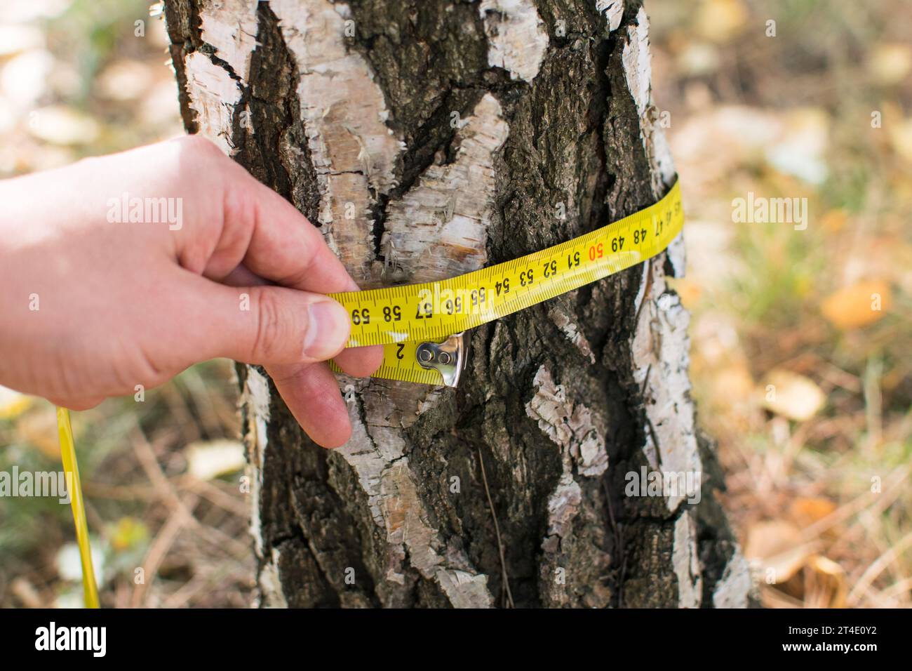 Measuring trees, a tree measured with a ruler Stock Photo - Alamy