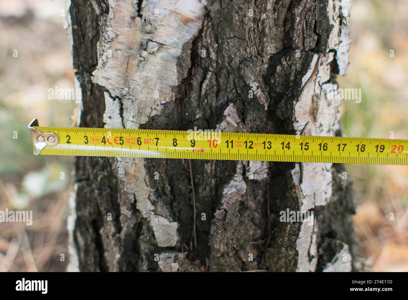 Measuring trees, a tree measured with a ruler Stock Photo Alamy