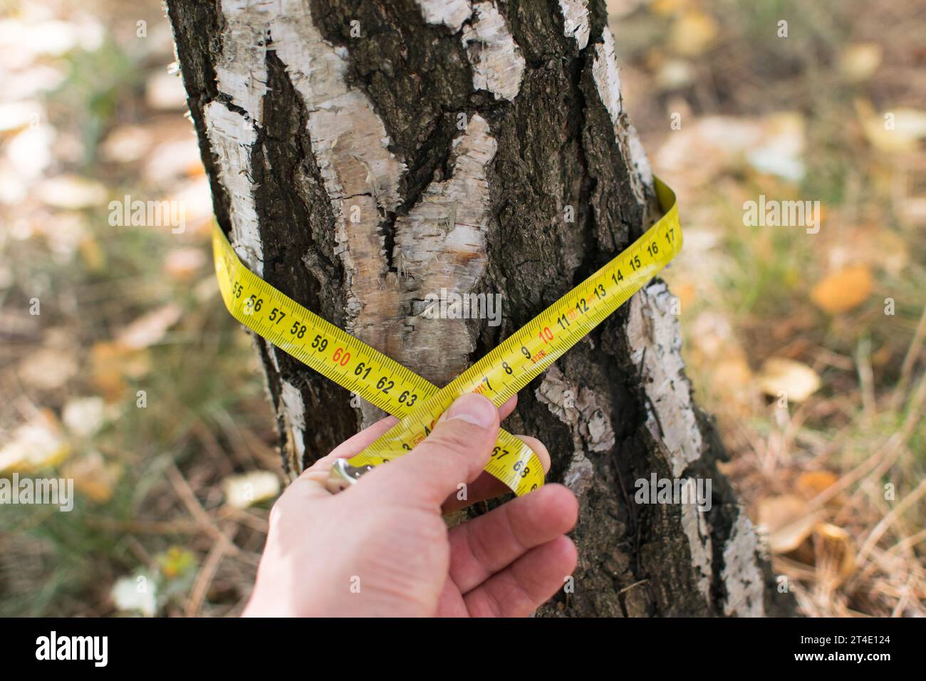 Measuring trees, a tree measured with a ruler Stock Photo Alamy